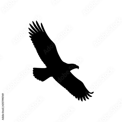 Obraz na płótnie eagle in flight