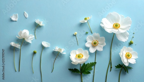 Elegant composition of white flowers on blue background, flat lay botanical design, minimal floral concept