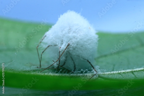 spider egg sac identification guide Insect Extreme Close-Up macro photography Nature Background