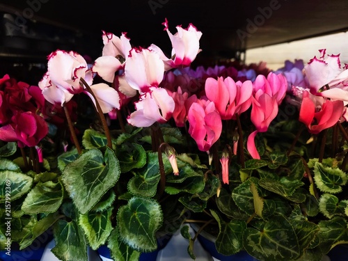 Foto Close up of pale pink cyclamen flowers with ruffled crimson edged petals in bloo