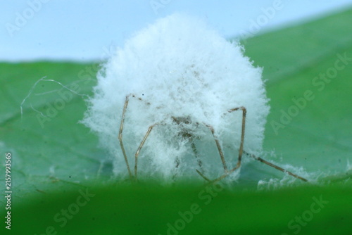spider egg sac identification guide Insect Extreme Close-Up macro photography Nature Background