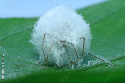 spider egg sac identification guide Insect Extreme Close-Up macro photography Nature Background