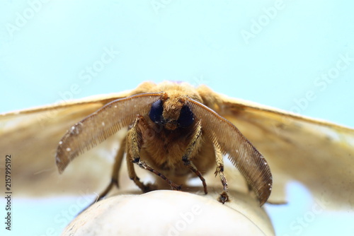 European Gypsy Moth Eye Ball (Lymantria Dispar) Insect Extreme Close-Up macro photography Nature Background