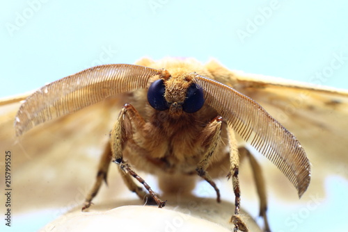 European Gypsy Moth Eye Ball (Lymantria Dispar) Insect Extreme Close-Up macro photography Nature Background