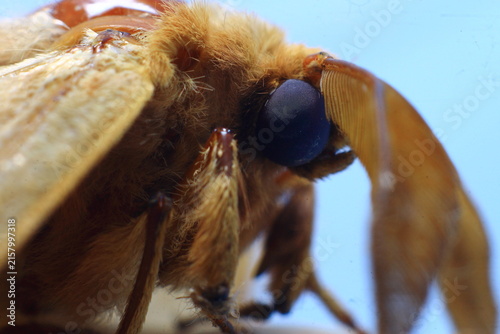 European Gypsy Moth Eye Ball (Lymantria Dispar) Insect Extreme Close-Up macro photography Nature Background