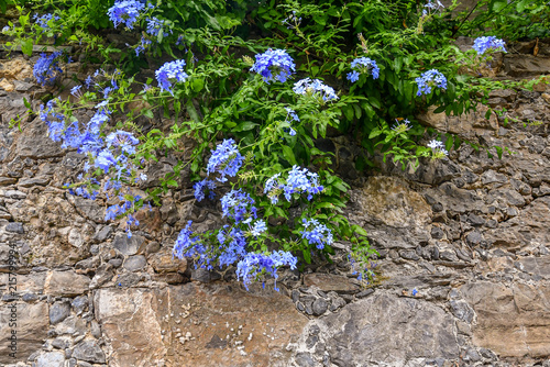 Canvastavla Close up of vibrant blue plumbago auriculata flowers blooming on a rustic stone