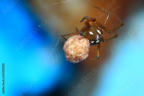 spider egg sac identification guide Insect Extreme Close-Up macro photography Nature Background