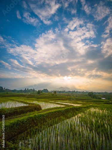 The vast expanse of green rice fields in the morning with beautiful mountains in Indonesia