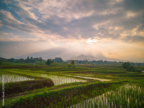 The vast expanse of green rice fields in the morning with beautiful mountains in Indonesia