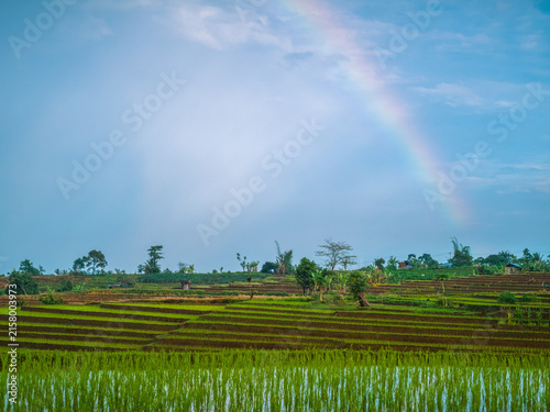The vast expanse of green rice fields in the morning with beautiful mountains in Indonesia