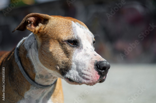 Принти на полотні Close up portrait of an American Staffordshire Terrier looking to the side outdoors in sunlight