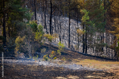 Burnt and charred trees and vegetation after a forest fire