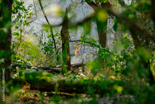 Burnt and charred trees and vegetation after a forest fire