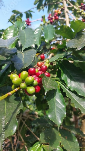 Bild auf Leinwand Close-up of ripe red and unripe green coffee cherries growing among green leaves