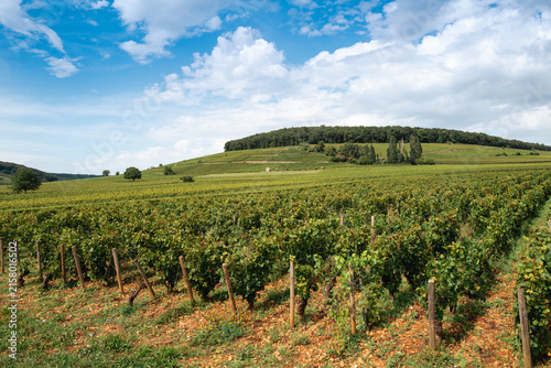 Panoramic view of Corton Grand Cru vineyards in Burgundy, France