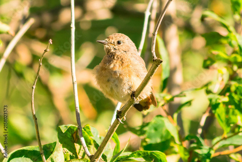 Fotografía A common redstart fledgling is a chick that has recently left the nest and is sitting on a branch of a bush