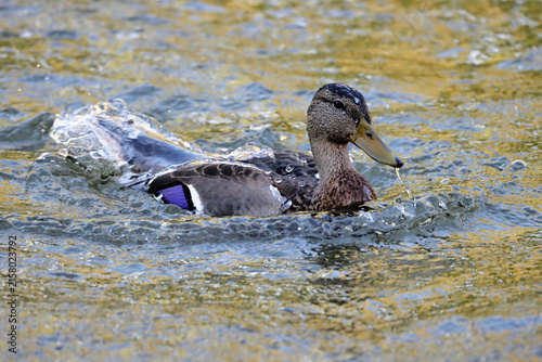 Duck