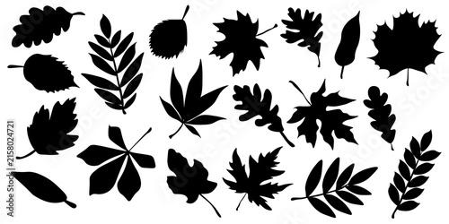 Autumn leaf collection with maple, oak and botanical foliage. Minimal fall vector illustration set for seasonal design, greeting cards, posters, stickers and nature decor isolated on white background