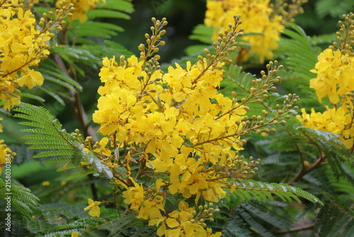 Cuadro en lienzo Yellow flowers of silk joss tree or silk joss tree.