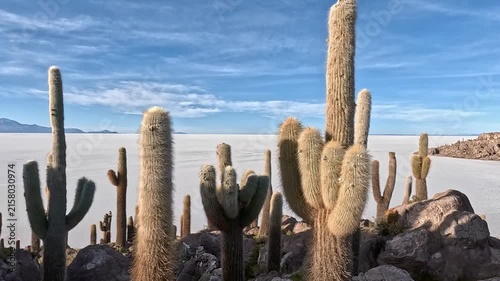 Stunning panoramic view of the immense salar de uyuni salt flats in bolivia, featuring giant cacti on incahuasi island under a blue sky. Uyuni salt flats, bolivia
