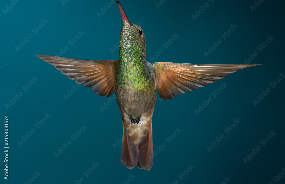 Naklejka premium Berylline hummingbird in flight