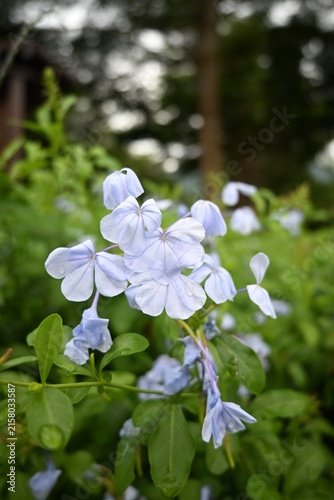 Canvastavla Close up of light blue plumbago flowers in a lush green garden