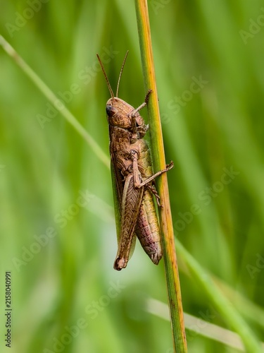 Cuadro en lienzo Grasshopper beautifully colored insect in the grass in the morning light