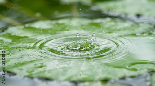 Water droplets rippling on a green leaf surface in sunlight