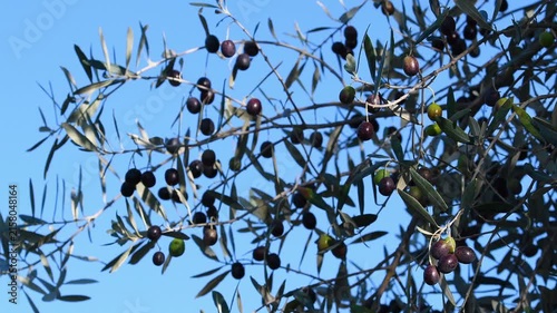 Ripe olives hanging from the branch. Olive harvest period in the Chianti region of Tuscany. Selective focus.