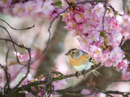 Brambling bird perching on a flowering cherry tree