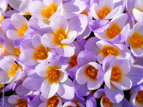 Purple crocus flowers in spring