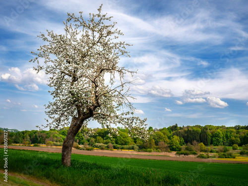 Spring scenic with a flowering tree