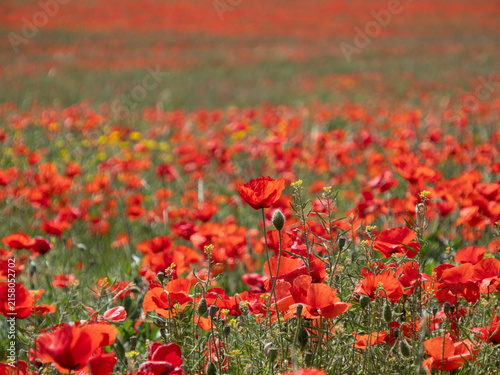 Campo de flores en Testour, Túnez, África
