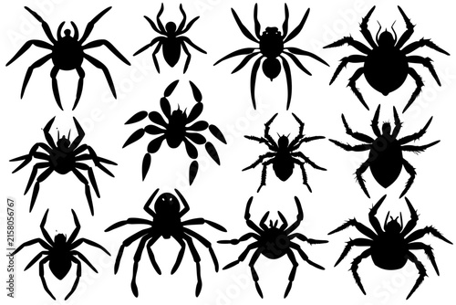 spider insect collection vector illustration, spider icon black symbol