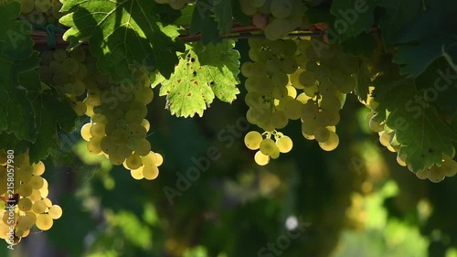 Beautiful bunches of white grapes in the Chianti region of Tuscany, illuminated by the sunset. Italy