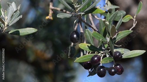 Olives begin to ripen in October. Ripe olives move on the branches, blown by the wind. Chianti area in Tuscany. Extra virgin olive oil production. Italy. Selective focus.