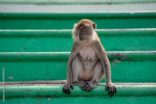 Sticker Long-tailed macaque monkey sitting outdoors on the colorful steps of a temple in Malaysia