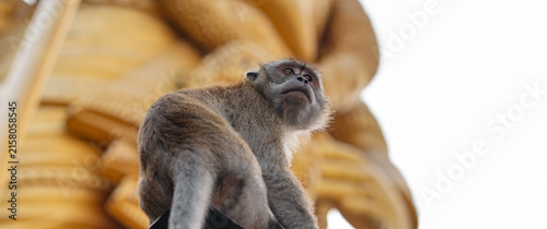 Photography Portrait of a long-tailed macaque monkey