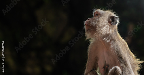 Bild auf Leinwand Long-tailed macaque monkey sitting outdoors eating on the colorful steps of a temple in Malaysia