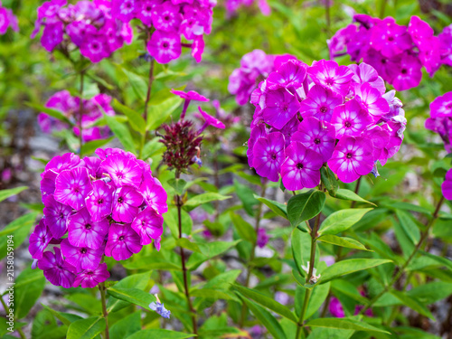 Vibrant pink garden phlox (Phlox paniculata) blooming in lush clusters among green foliage. Colorful perennial flowers create an attractive ornamental display in a summer garden.