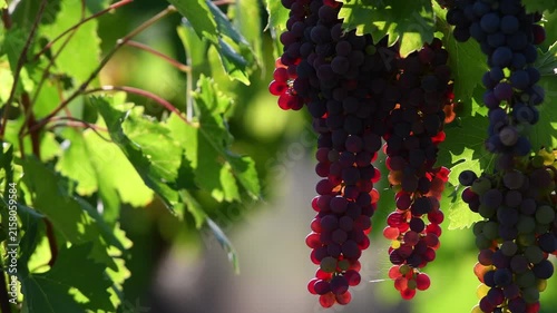 Beautiful close-up of bunches of red grapes in the Tuscan countryside at sunset. Italy