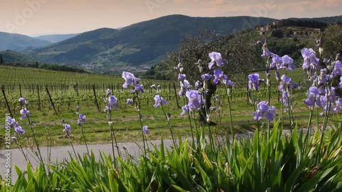 Blooming Irises swaying in the wind in the Chianti region of Tuscany with olive trees and grapevines. The medieval village of Nipozzano on the background, Italy.