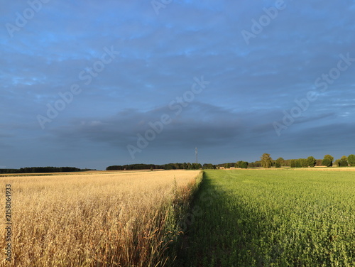 Photography Symmetrical view of ripe golden grain and green crop fields divided in middle