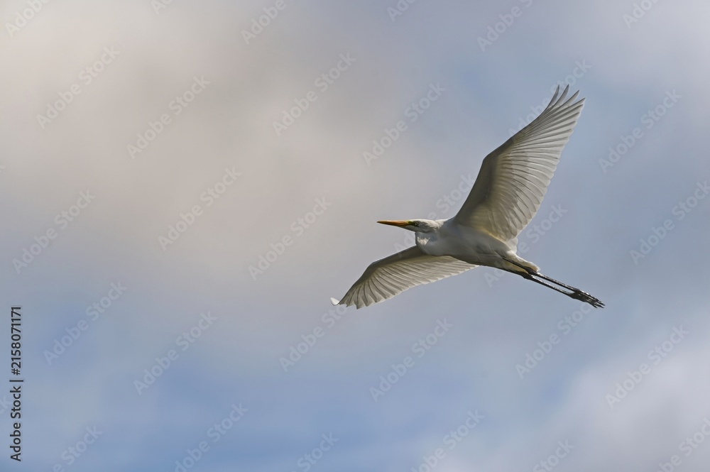 Obraz premium A majestic great egret soaring gracefully in flight with wide-spread wings against a soft, cloudy sky.
