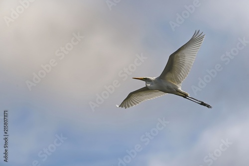 Foto A majestic great egret soaring gracefully in flight with wide-spread wings against a soft, cloudy sky