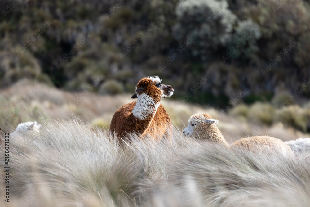 Naklejka premium Herd of Alpacas Grazing in High-Altitude Páramo Landscape near Chimborazo Volcano, Ecuadorian Andes