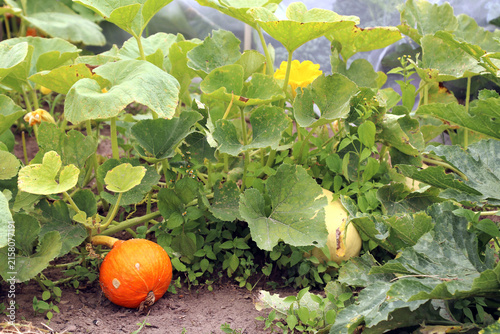Bright Hokkaido pumpkin in the garden