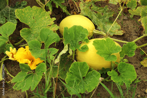 Pumpkin plant flowering and forming fruit