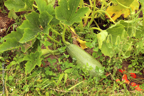 Zucchini plant growing in bright summer sunlight