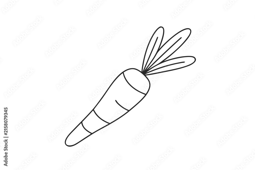 Obraz premium carrot outline illustration isolated on white background in a hand drawn botanical style.